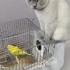 british shorthair blue point