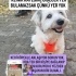 Ücretsiz sahiplenme terrier acil yuva lütfen dikkatli okumaniz rica ediliyor fotoğraf