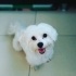 Ücretsiz sahiplenme Maltese terrier acil yuva fotoğraf