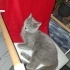 6-7 AYLIK BRITISH SHORTHAIR DİŞİ YUVASINI ARIYOR fotoğraf