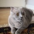 Scottish Fold Narin Kızımız fotoğraf
