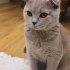 Scottish Fold Narin Kızımız fotoğraf