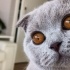Scottish Fold Narin Kızımız fotoğraf