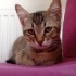 4 Aylık Minik British Shorthair/Tekir Kırması ACİL YUVA fotoğraf
