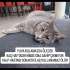 Kalp hastası bir kedi yuva bulamazsak ölür dışarda yapamaz fotoğraf