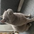 British Shorthair fotoğraf