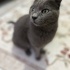British Shorthair fotoğraf