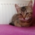 4 Aylık British Shorthair/Tekir Kırması Aslan Oğlan fotoğraf