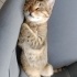 Eskişehir kısır görme engelli kedi fotoğraf