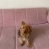 Yorkshire Terrier' Yuva Arıyor fotoğraf