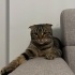 SCOTTISH FOLD KISIRLAŞTIRMA DESTEĞİ VERİLECEKTİR ‼️ fotoğraf