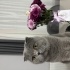 2.5 yaşında scottish fold fotoğraf