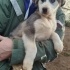 6 husky yavrusu(melez) fotoğraf