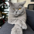 Uysal British Shorthair fotoğraf