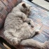 Uysal British Shorthair fotoğraf