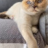 British Shorthair Beyaz Kedi fotoğraf
