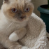 British Shorthair Beyaz Kedi fotoğraf