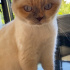 British Shorthair Beyaz Kedi fotoğraf