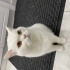 Kısırlaştırılmış British shorthair sahiplendirme fotoğraf