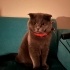 British Shorthair Kedimi Ücretsiz Sahiplendiriyorum fotoğraf