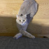 British shorthair fotoğraf