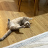 British shorthair fotoğraf