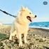 6 yaşında erkek Samoyed yuva arıyor fotoğraf