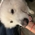 6 yaşında erkek Samoyed yuva arıyor fotoğraf