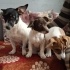 ERKEK VE DİŞİ JACK RUSSEL YAVRULARI fotoğraf