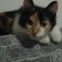 Tatlı Bir Calico fotoğraf
