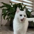 Beyaz Van kedisi fotoğraf