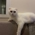 Beyaz kısır erkek British kedi fotoğraf