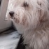 TUVALET EĞİTİMLİ MALTESE TERRİER ACİİLL ‼️ fotoğraf