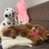 Sevgi manyağı ilgiye doymayan Poodle Teddy fotoğraf