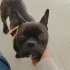 Ücretsiz sahiplenme French bulldog fotoğraf