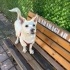 Ücretsiz sahiplenme jack Russell acil yuva fotoğraf