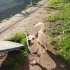 Ücretsiz sahiplenme jack Russell acil yuva fotoğraf