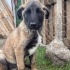Kangal- kurt karışımı- 6 aylık-erkek-sadık- sevecen fotoğraf