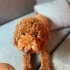 Teddy – 1,5 Yaşında, Kısır, Ev Köpeği | Ömürlük ve Şartlı Sahiplendirme fotoğraf