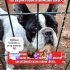 Ücretsiz sahiplenme Osman French bulldog lütfen okuyun fotoğraf