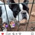 Ücretsiz sahiplenme Osman French bulldog lütfen okuyun fotoğraf