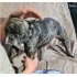Ücretsiz sahiplenme French bulldog fotoğraf