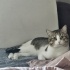 acil - guzel kedi yuva ariyor fotoğraf