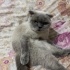 Scottish fold KISIR fotoğraf