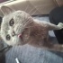 ÇOK ACİL!! Çok uslu, yumuşuk, cana yakın fotoğraf