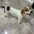 Beagle x Pointer Melezi fotoğraf