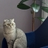 2 yaşında erkek scottish fold fotoğraf
