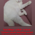 Adana kayıp kedi fotoğraf