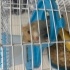 5 aylık Hamster Gonzales fotoğraf
