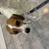Beagle Melezi Prenses fotoğraf